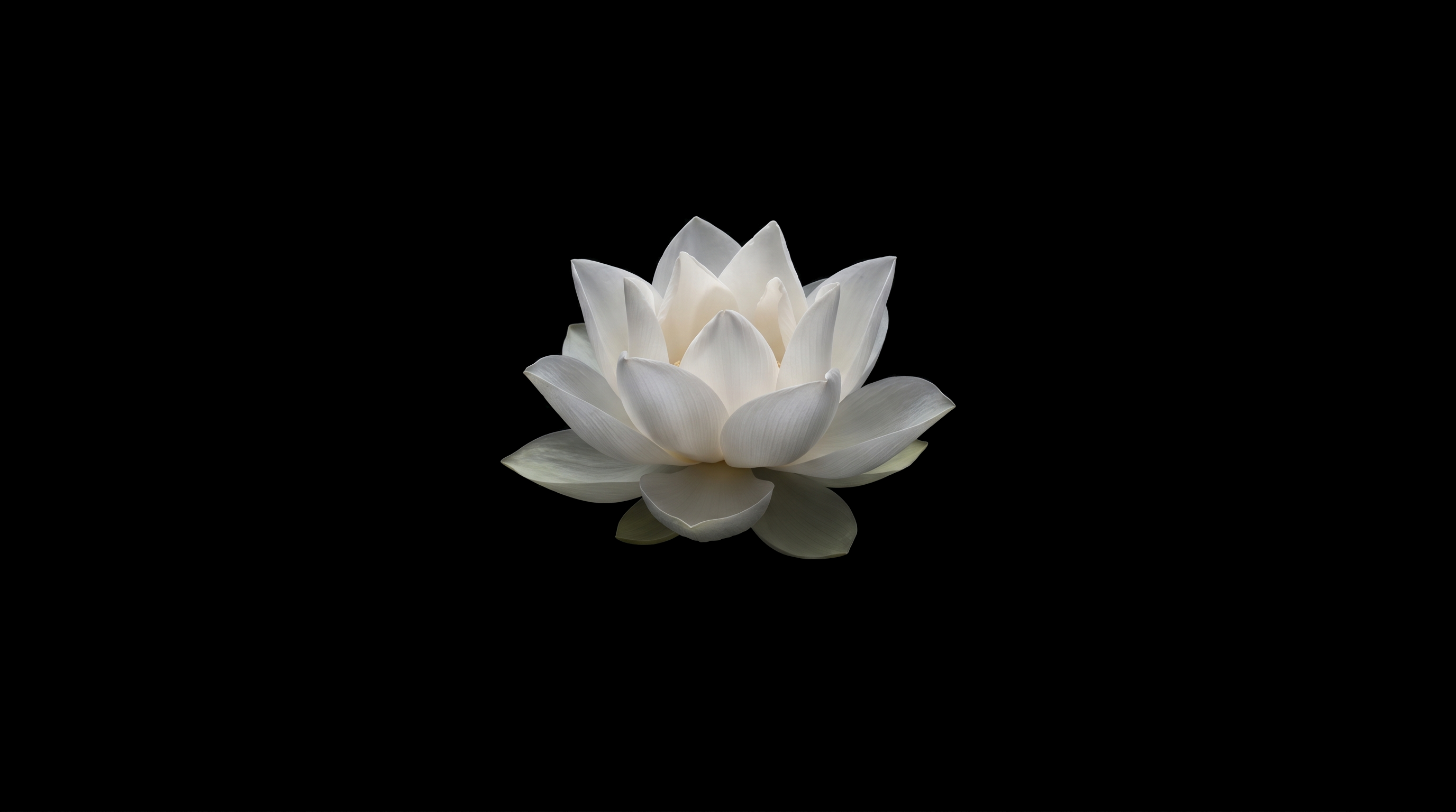 Pearl White Lotus Flower